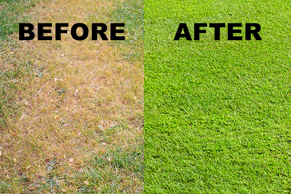 before and after lawn